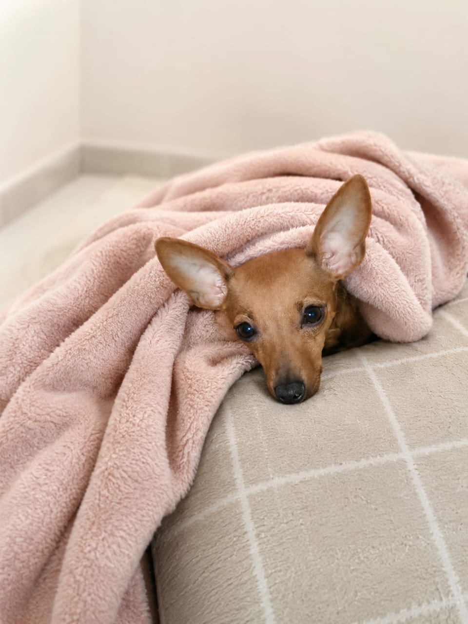Pet Sitter
