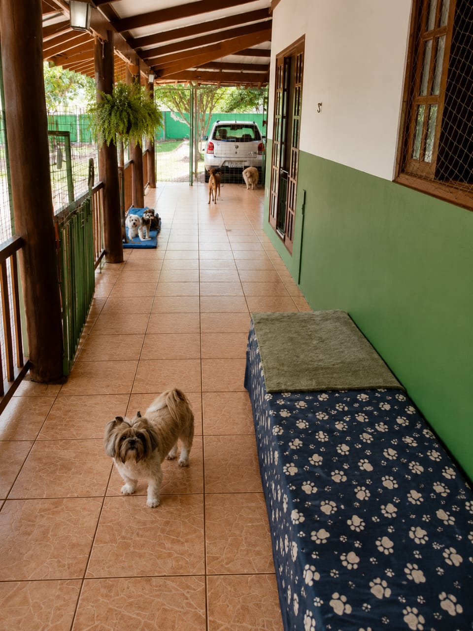 Matilha Amor em Patas